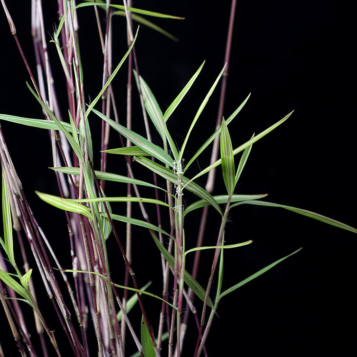 植觉 孤品 斑入风竹