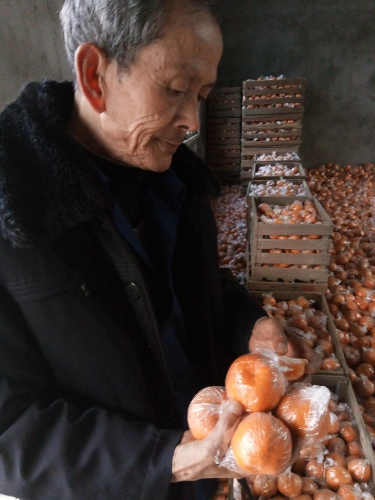 全村100万斤椪柑滞销,花甲老农急求助!