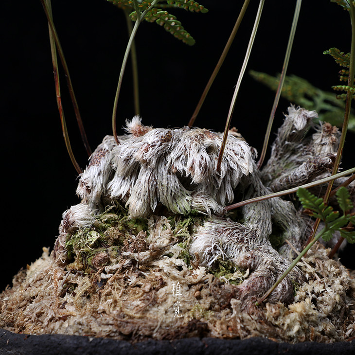 植觉孤品猫爪蕨叁