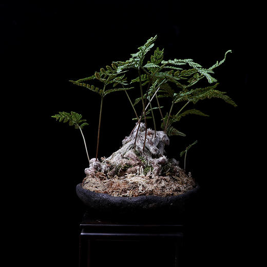 植觉孤品猫爪蕨叁