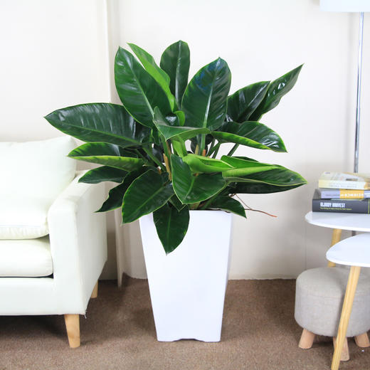 金钻盆栽高约90cm蔓绿绒绿植办公室客厅花卉吸甲醛吸烟净化空气