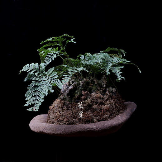 植觉孤品猫爪蕨壹