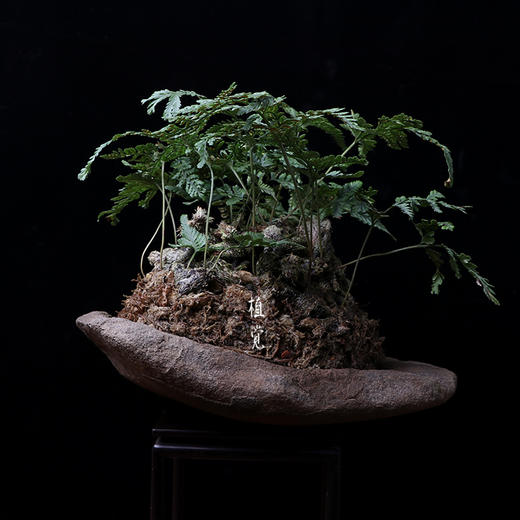 植觉孤品猫爪蕨壹