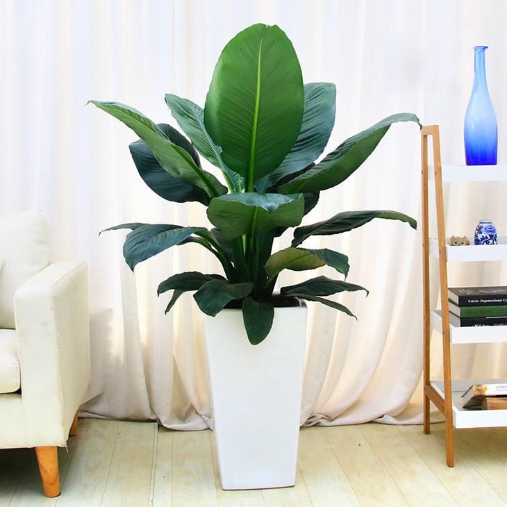 【快速送达】绿巨人高约70cm-净化空气常绿办公室室内绿植盆栽