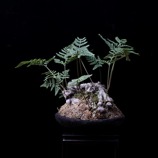 植觉孤品猫爪蕨叁