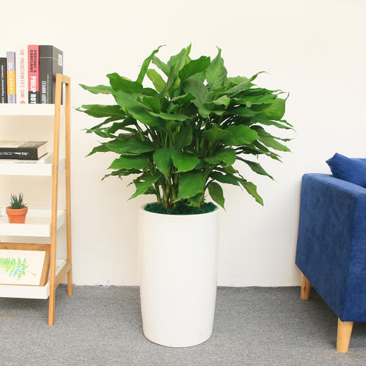 万年青高约高约80cm常绿办公室室内绿植盆栽净化空气吸甲醛