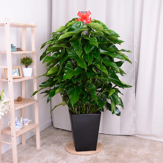 绿宝石绿植盆栽(高约1米5)-喜林芋长心叶绿蔓绒大型绿植盆栽净化空气