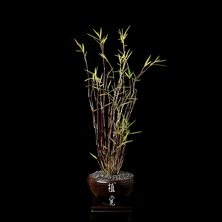 植觉孤品斑入风竹