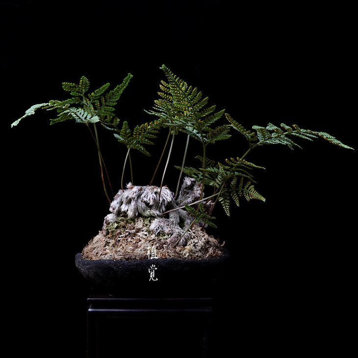植觉孤品猫爪蕨叁