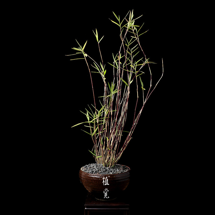 植觉孤品斑入风竹