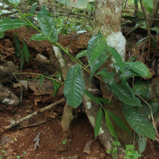 第二批 昔归 | 2023年春 纯料古树普洱生茶 200g 菌香冰糖甜 商品图1