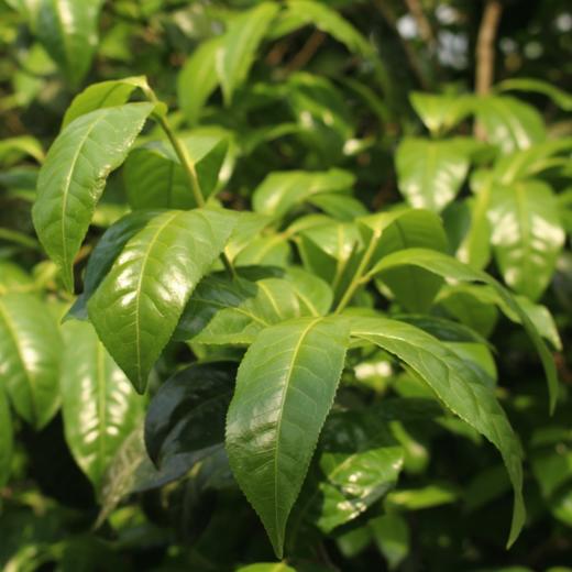 第二批 昔归 | 2023年春 纯料古树普洱生茶 200g 菌香冰糖甜 商品图8