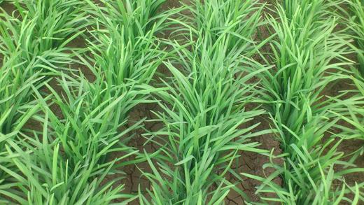 韭菜1斤 商品图0