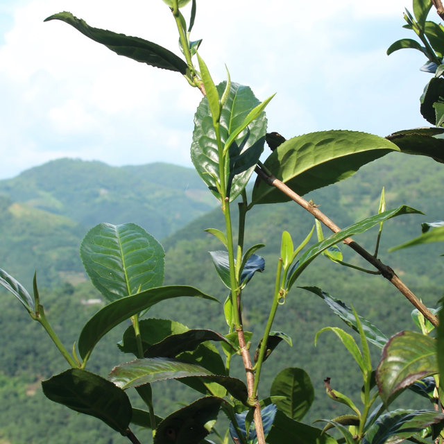 第二批 昔归 | 2023年春 纯料古树普洱生茶 200g 菌香冰糖甜