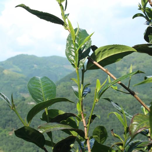 第二批 昔归 | 2023年春 纯料古树普洱生茶 200g 菌香冰糖甜 商品图0