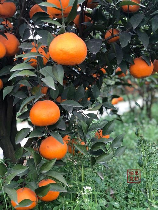 春见（） 商品图1