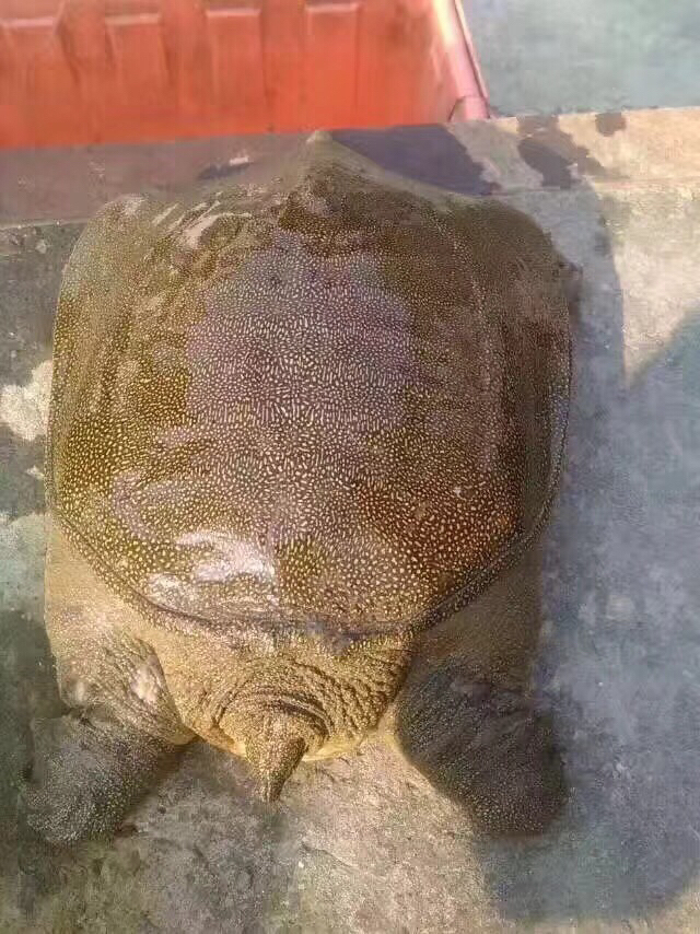 【包邮直发】杭州绿望三年期金奖菜花甲鱼(独立下单)