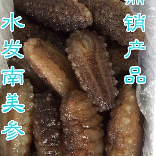 500g 海参赤虫参【1E2下- 14】 商品图5
