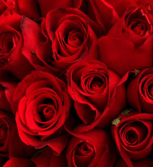 永恒的爱情红玫瑰99枝各色洋桔梗腊梅叶上花适量至花束饱满长春藤白色