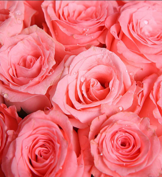 浪漫缤纷---戴安娜粉玫瑰50枝,石竹梅围绕一周 - 中国鲜花送花网