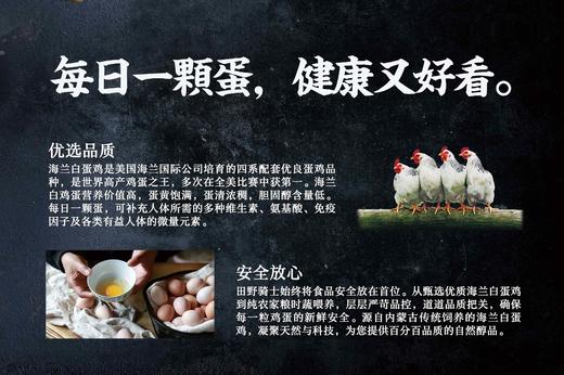 海兰白鸡蛋