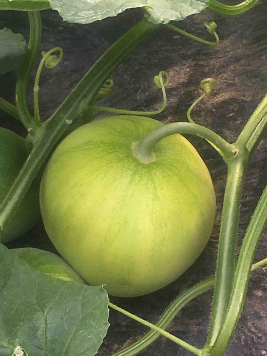 【全国包邮,偏远地区除外】龙山百果园 元宝甜瓜4.