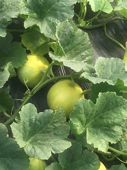 【全国包邮,偏远地区除外】龙山百果园 元宝甜瓜4.