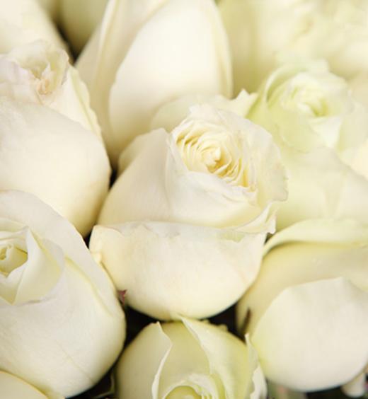 白玫瑰33枝,粉色勿忘我围绕