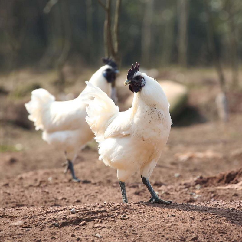 江山富硒散养白毛乌骨鸡 老母鸡 公鸡 小公鸡