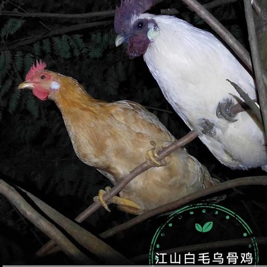 江山富硒散养白毛乌骨鸡 老母鸡 公鸡 小公鸡 商品图2