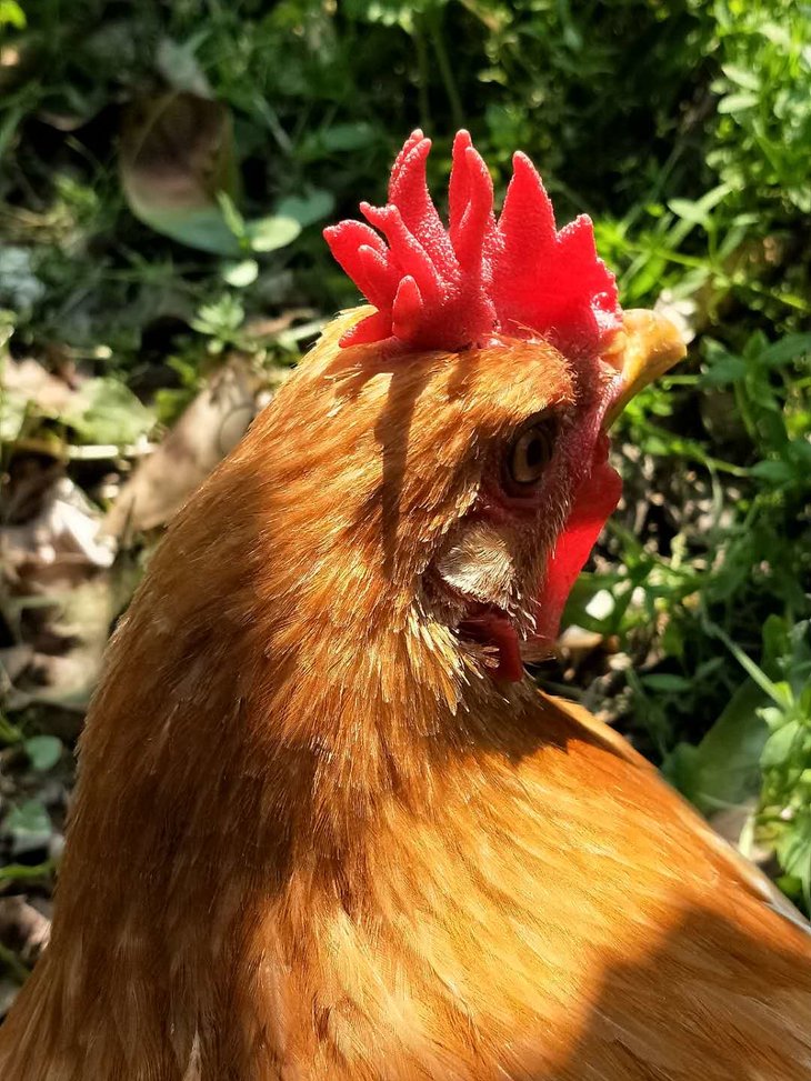 2000亩树林里散步的白耳鸡双冠鸡6楼炖汤整个楼道都很香