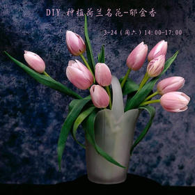 【妈网互动】 03/24（周六 ） DIY 种植“荷兰”名花-郁金香~