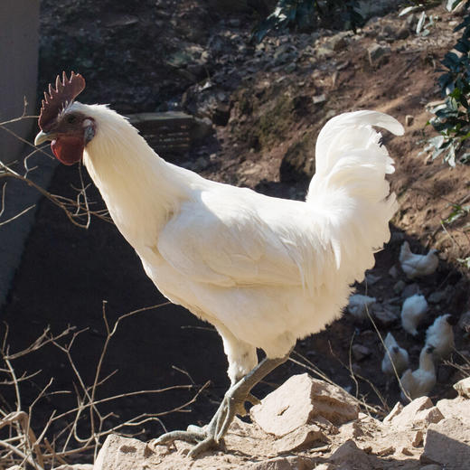 江山富硒散养白毛乌骨鸡 老母鸡 公鸡 小公鸡 商品图4