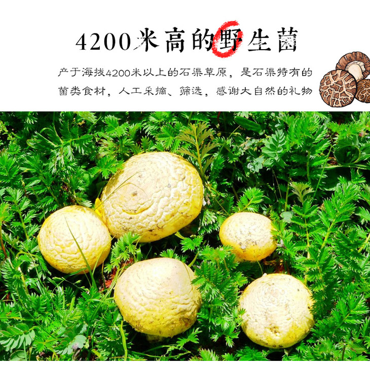 西行驿站达折渚高原野生干菌石渠白菌65g袋装