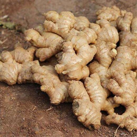 生态小黄姜鲜嫩爽脆公平贸易curcumalonga