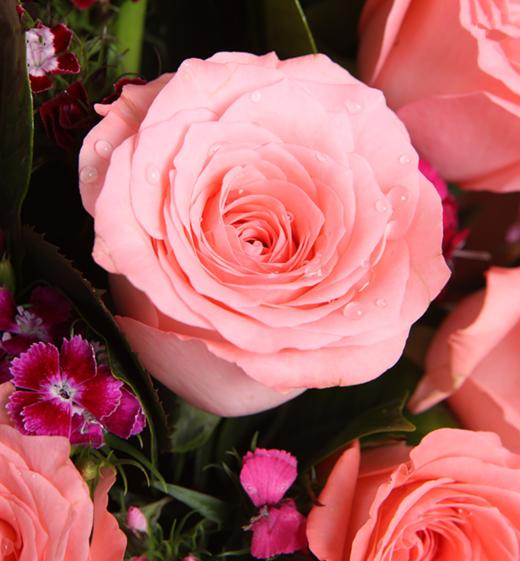 假日公主---戴安娜粉玫瑰11枝   戴安娜粉玫瑰11枝，搭配混色石竹梅、栀子叶 粉色白牛皮纸，米白色平面纸，粉色缎带花结（1059） 商品图3