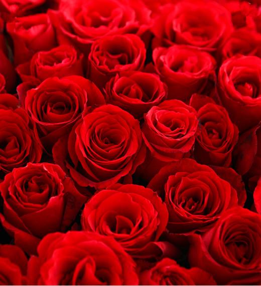 想你的365天----365朵玫瑰（红、粉、白颜色可选）。 米黄色网纱围绕，粉色米黄色双色缎带花结(1103) 商品图2