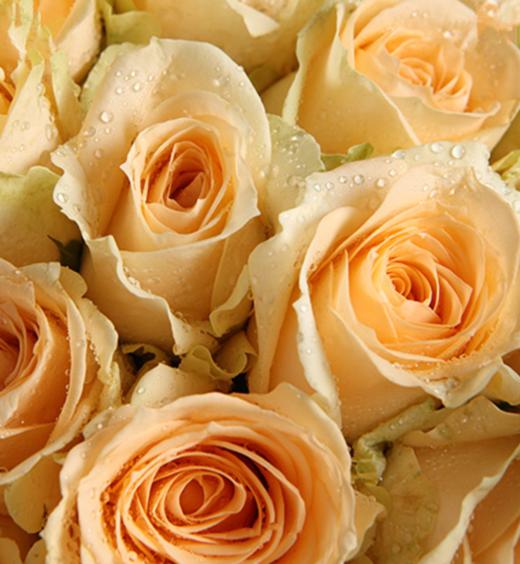 浪漫的味道--香槟玫瑰33枝，红豆3枝（如当地红豆缺货，用相思梅等其他寓意相近配材替代） 内层黄色不织布，外层灰蓝绝色纸，香芋紫人造双面纸，玻璃纸，白蓝色罗纹带(1078) 商品图2