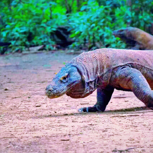【巴厘岛】粉色沙滩、古老神秘的科莫多龙、看野生海豚、海龟保育！5岁起报！ 商品图3