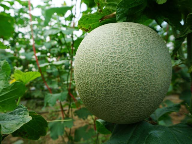 【顺丰包邮【不好吃全赔】玫珑蜜瓜 香汁满口 甘甜流蜜