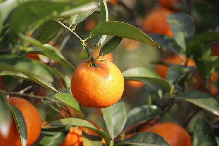 默科特每件8斤装包邮,好吃到爆,转发也是爱