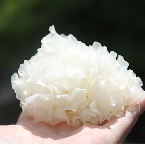 通江段木银耳 | 精选优质银耳 古法培育 富含胶质 滋润鲜滑