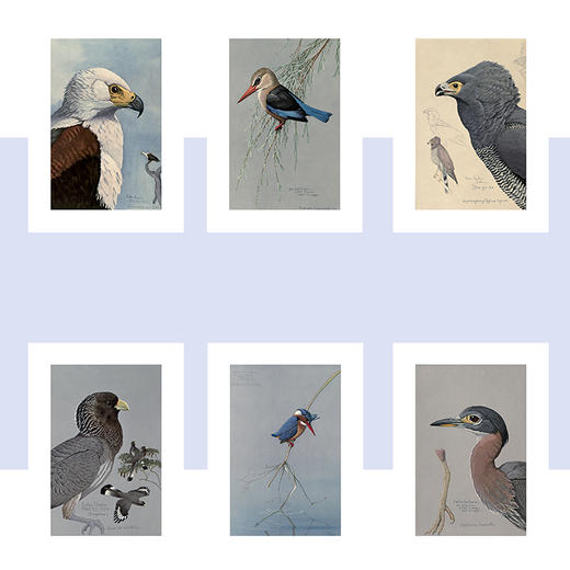 博物小馆原创【博物装裱画】之埃塞俄比亚的鸟 精美印刷含相框 商品图2