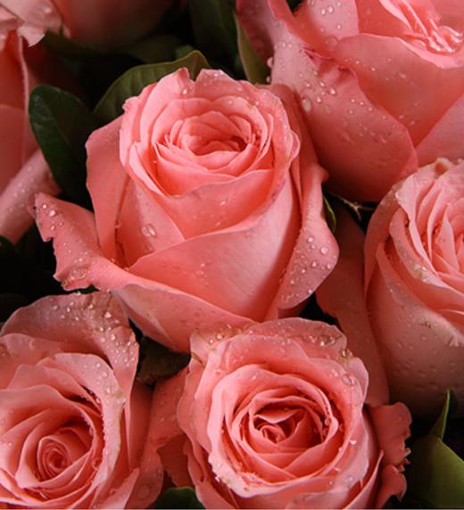 粉恋  9支粉玫瑰戴安娜粉玫瑰9枝，搭配紫红色勿忘我、栀子叶适量 内层米白色平面纸，外层蓝色吊花压纹纸(1109) 商品图1