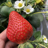 涵香草莓，糖度高，香气十足，草莓味特浓郁，甘甜多汁，八分甜二分酸，极耐运输。大果小果混合发货。 商品缩略图4