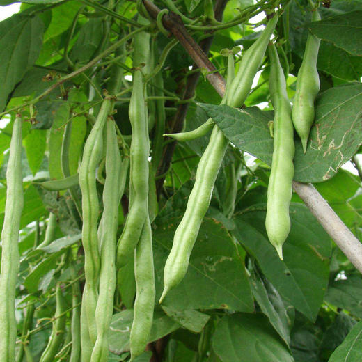 自然乐章豆角500g扁圆随机配送