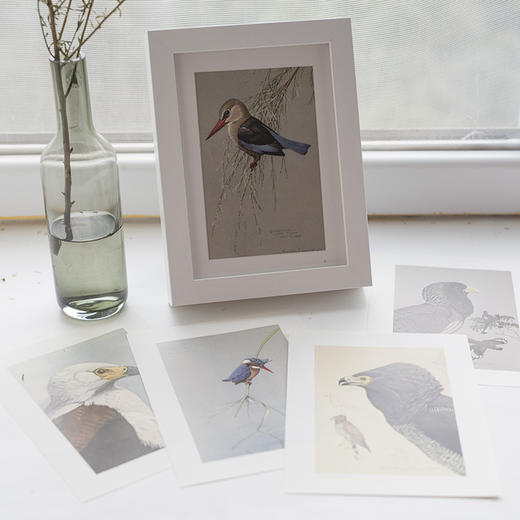博物小馆原创【博物装裱画】之埃塞俄比亚的鸟 精美印刷含相框 商品图1
