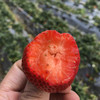 涵香草莓，糖度高，香气十足，草莓味特浓郁，甘甜多汁，八分甜二分酸，极耐运输。大果小果混合发货。 商品缩略图1