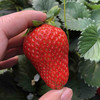 涵香草莓，糖度高，香气十足，草莓味特浓郁，甘甜多汁，八分甜二分酸，极耐运输。大果小果混合发货。 商品缩略图2