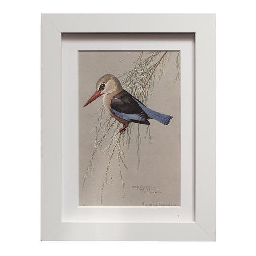 博物小馆原创【博物装裱画】之埃塞俄比亚的鸟 精美印刷含相框 商品图5